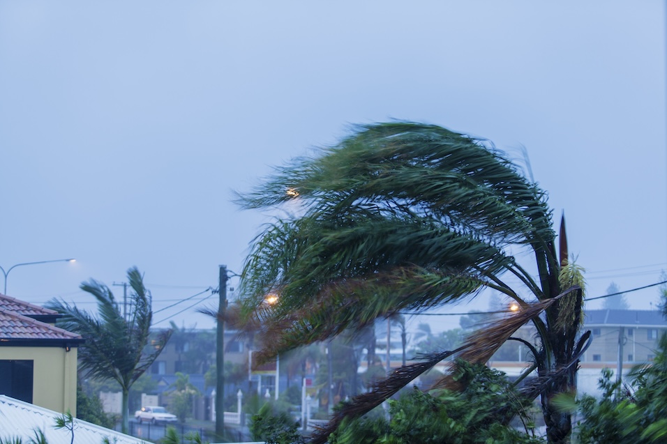Palm trees in suburbs during cyclonic weather